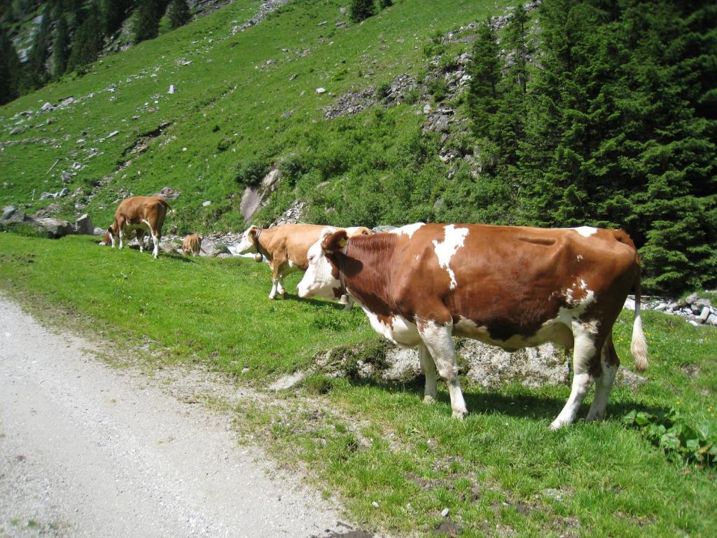Gaestehaus Christoph Ried im Zillertal Buitenkant foto